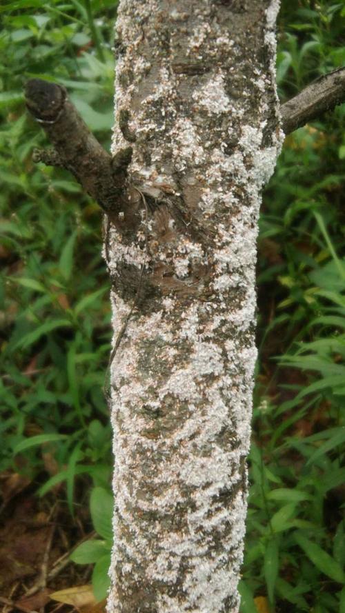 发现在里面砖家真的很多连些虫都不知道,还大丰收