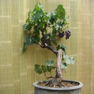 金手指 巨峰葡萄嫁接葡萄苗 美人指葡萄树苗当年结果 葡萄苗盆栽