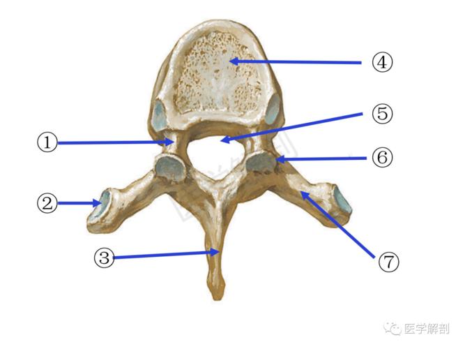 填图题 | 第六胸椎解剖( 上面观)