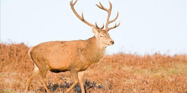 塔里木马鹿:新疆特有的马鹿,世界上唯一在荒漠中的马鹿!