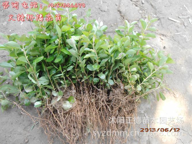 花卉苗木 火棘小苗 一年生籽播火棘小苗 适应性强 【低价销售中】