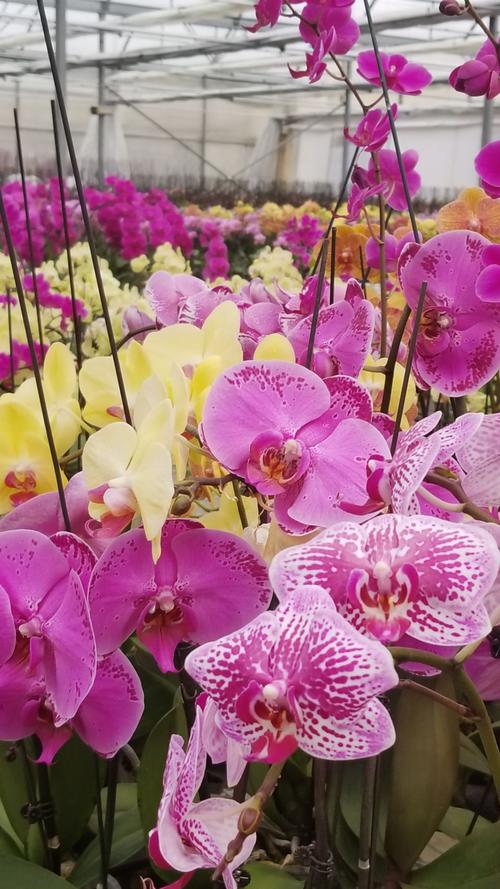 蝴蝶兰生产基地