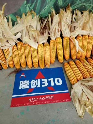 北京联创重磅推出的最新双国审超级红轴玉米新品种隆创310王者归来