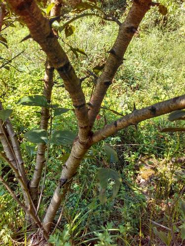 有种生在田过带刺的野生树,叫什么树?有什么作用吗?