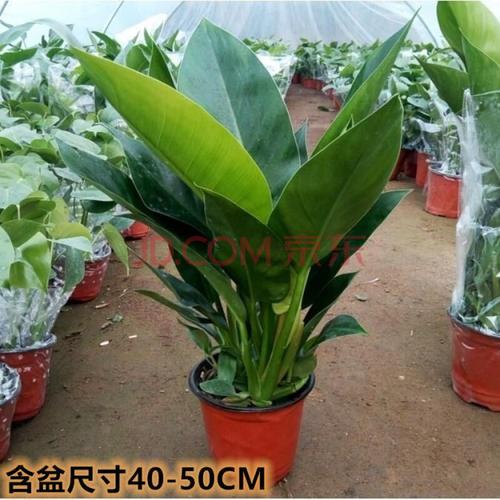 绿公主四季常青吸植物室内外绿植盆栽花卉带盆送肥料吸毒王3040高两盆