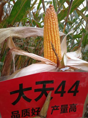 云南大天种业罗单566,大天006,大天44,罗单788,表现很好!