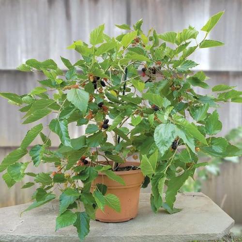 mulberry tree care – learn how to grow mulberry