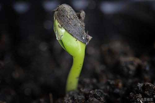 小_芽_新鲜_微距_作物_种植_地面_图片大全—全景创意