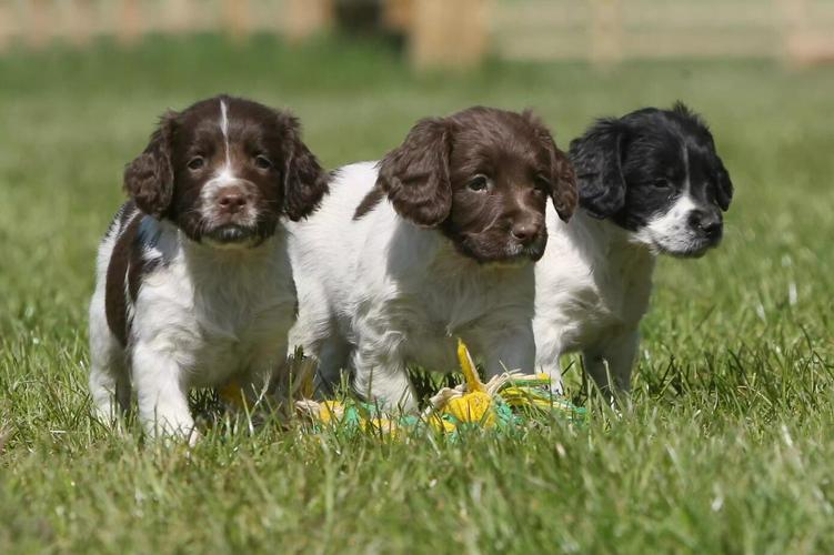 英国史宾格犬狗的品种简介