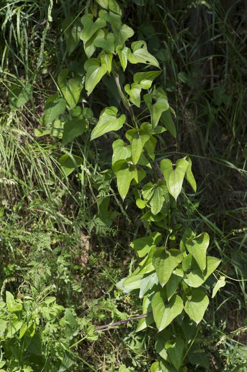 好大一株野山药啊!