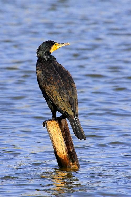 鸬鹚,也叫水老鸦,鱼鹰.是鹈形目鸬鹚科属.