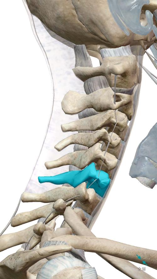 颈椎骨骼结构图片