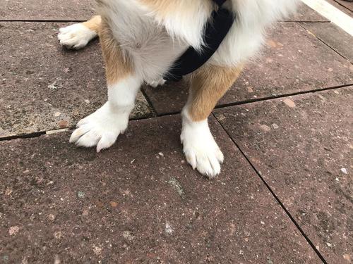 【求助】小狗前腿弯曲