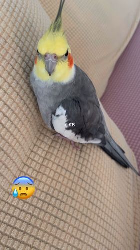 看多了马可波罗的后遗症_鹦鹉_宠物_宠物其他