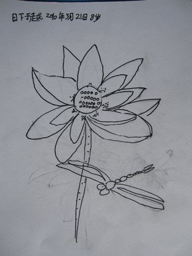 线描荷花 于越 画