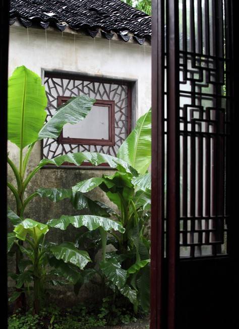 雨打芭蕉-堆糖,美好生活研究所