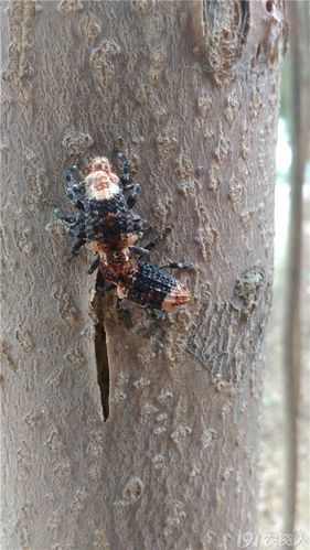 在椿树上看到一种虫子,类似天牛,又赶脚不是,请教高手指点.