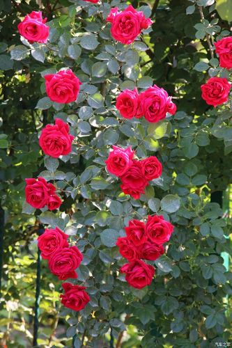 现在正月季花盛开的季节,月季花开的非常漂亮