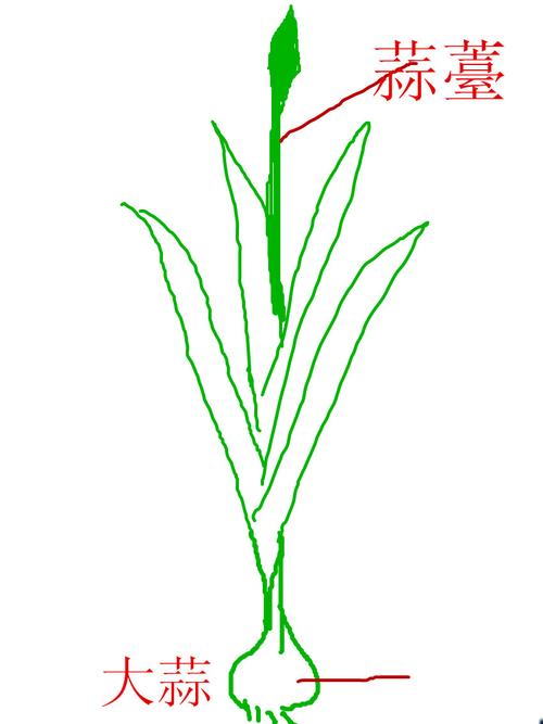 它的生长过程:一瓣大蒜作为种子种到土壤里-----长出蒜苗