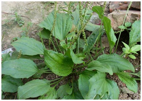 化痰止咳,农村野草来帮忙,洗洗,晒干,泡开水