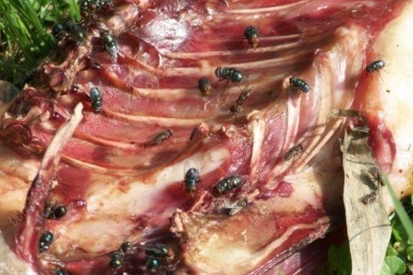 被苍蝇叮过的食物还能吃吗被苍蝇叮过的食物能不能吃多图