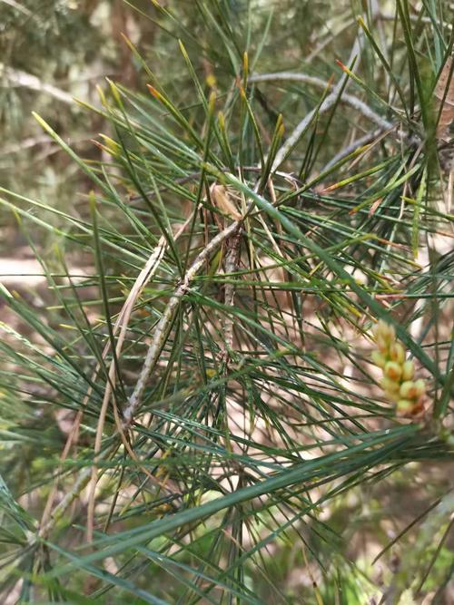 雪松枯梢病油松黑松落针病防治技术松树针叶发黄干枯落叶是什么原因