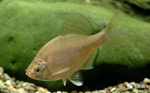 原生鱼之鳑鲏鱼,钓友讨厌它,水族爱好者追捧,曾烂大街