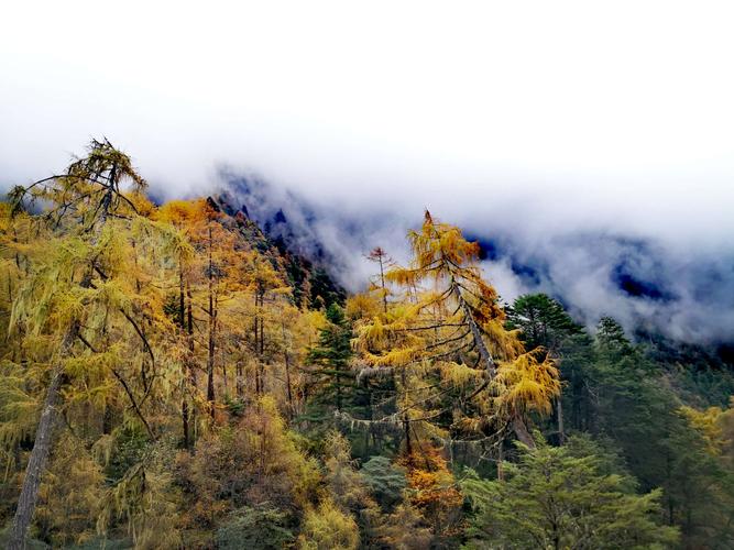 雅安石棉草科乡