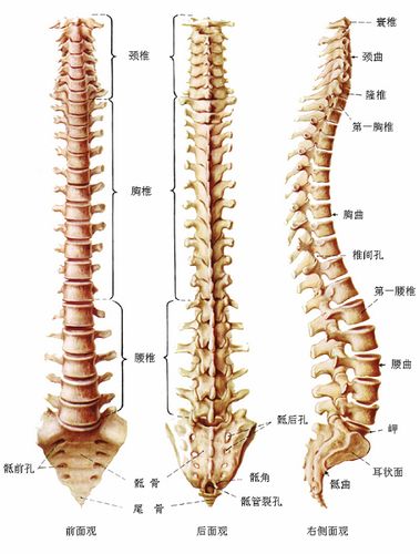 脊椎示意图2