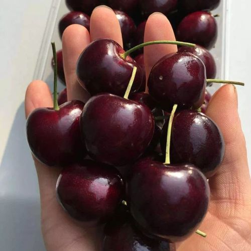 今日晚上8点-9点秒杀大黑车厘子礼盒,丑苹果礼盒,徐香