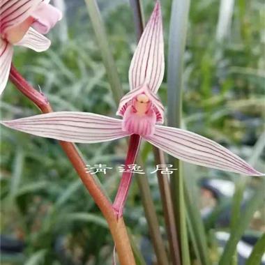 水晶红素(花开一个多月,已谢) - 中国兰花交易网