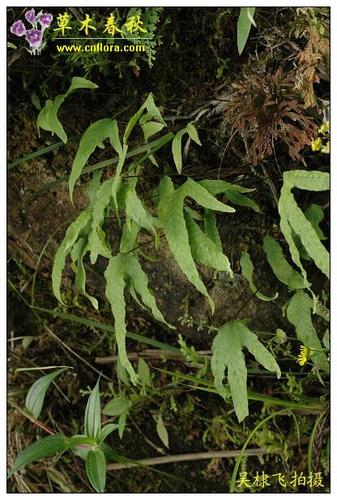 金鸡脚 phymatopsis hastata(图)