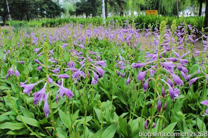 [转载]晶莹剔透的紫萼:紫萼玉簪(二)