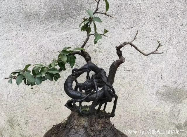 5步揭晓金弹子造型,攀扎修剪并不复杂,这1步才是盆景