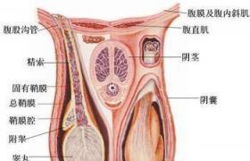 单纯睾丸切除术