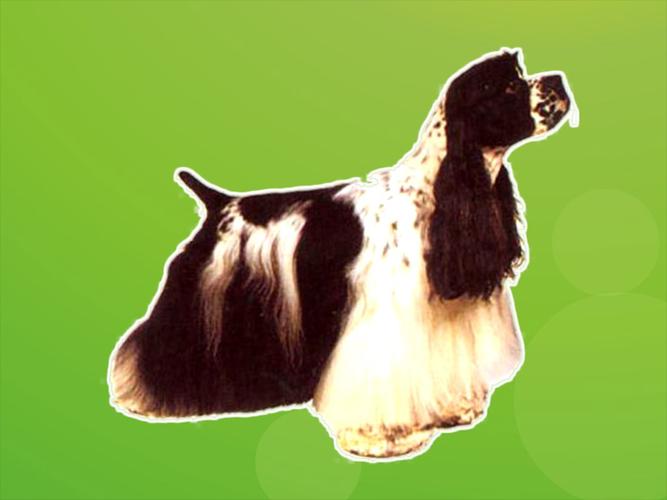 名称:英国确架犬又叫英国科克猎犬,是英国猎鹬犬类中最古老的品种.