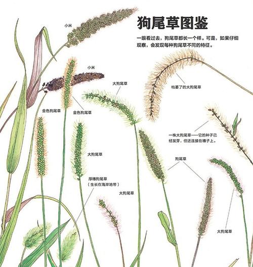 狗尾巴草大家都见过,但你知道它是小米的祖先吗?我是看了这书才知道.