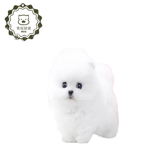 定金纯种博美犬幼犬活体茶杯犬博美俊介小型犬宠物长不大迷你袖珍家养