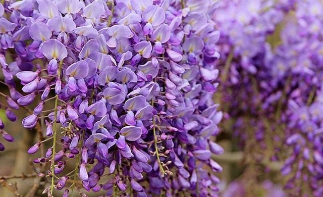 紫色洋槐花是紫藤吗有什么区别吗