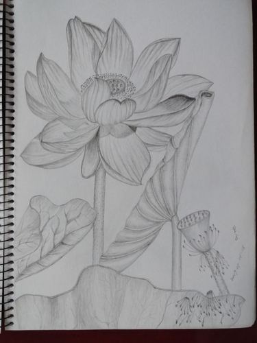 荷花图片手绘(荷花铅笔简笔画)