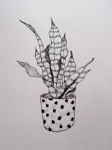 (1) 了解植物的结构造型特点,掌握用线描形式对植物进行写生的方法