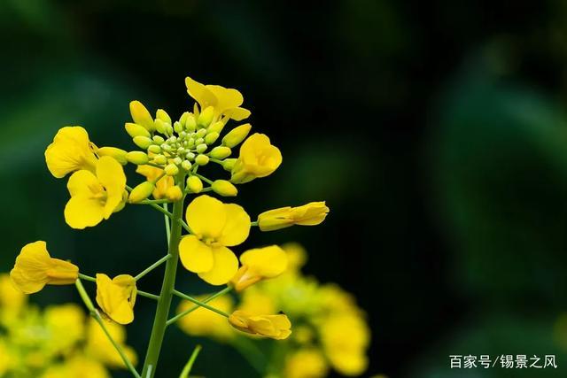 无锡尚田小镇,油菜花然盛放!