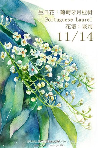 11月14日の生日花【葡萄牙月桂树】花语:谈判 受到这种花祝福而诞生的