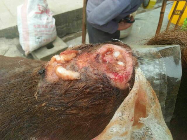 请问一下马背化脓长蛆怎么办?跪求大神回答