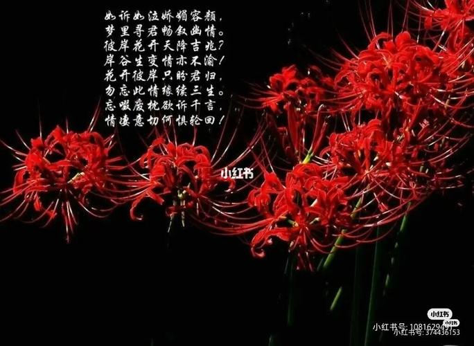 红色彼岸花图片古风_古风_彼岸花_古风图片_素材_素材