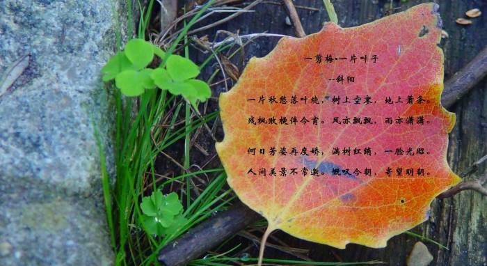 一剪梅 ●一片叶子序言