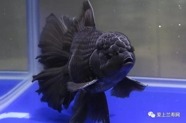 金鱼大赛获奖鱼赏析(泰狮组冠军)