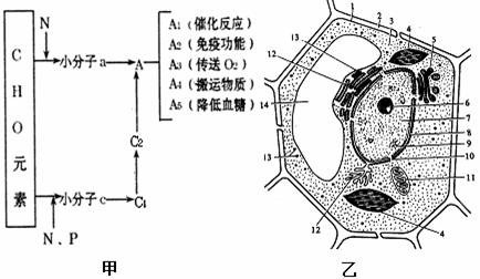 ( )请写出甲中 分子的结构通式________________________.