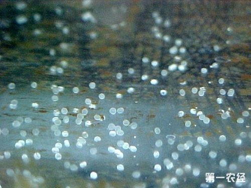 金鱼的卵什么颜色的才能孵化?