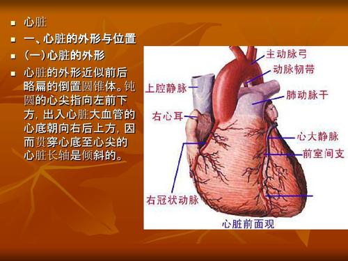心血管系统解剖学课件02